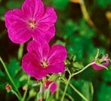 Geranium riversleaianum 'Russell Prichard' P9 - afbeelding 4