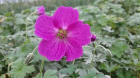 Geranium riversleaianum 'Russell Prichard' P9 - afbeelding 1