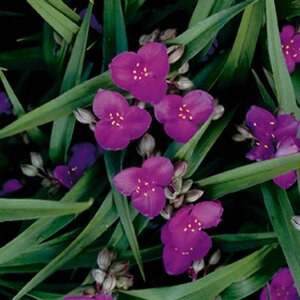 Tradescantia andersoniana 'Rubra' P9 - afbeelding 4