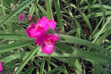 Tradescantia andersoniana 'Rubra' P9 - afbeelding 1