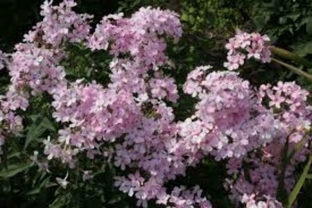 Phlox paniculata 'Rosa Pastell' P9 - afbeelding 2