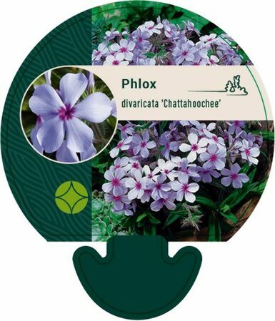 Phlox divaricata 'Chattahoochee' P9 - afbeelding 2