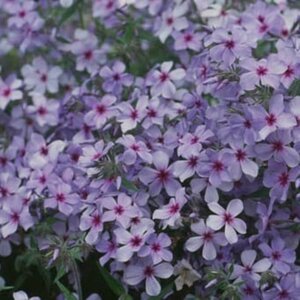 Phlox divaricata 'Chattahoochee' P9 - afbeelding 1