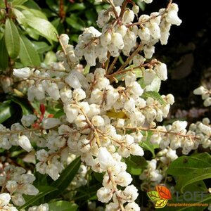 Pieris japonica 50/60 C. 