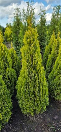 Thuja occ. Golden Smaragd 100/125 KL.