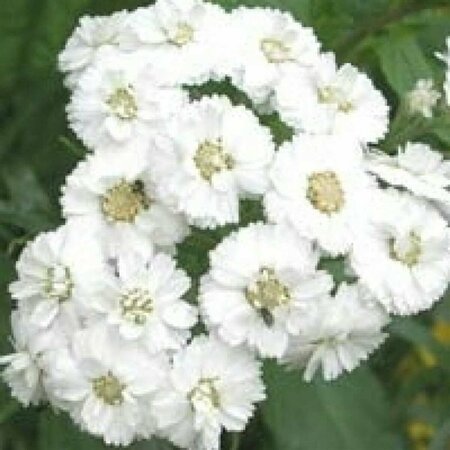 Achillea ptarmica 'The Pearl' P9 - afbeelding 1