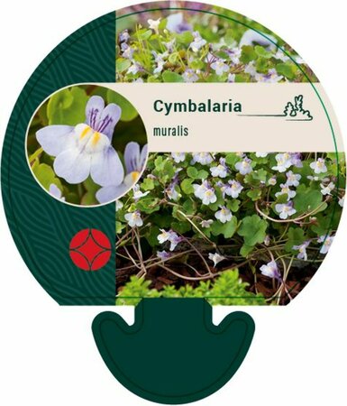 Cymbalaria muralis P9 - afbeelding 1