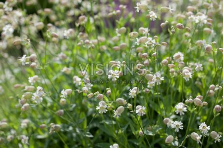 Silene vulgaris P9