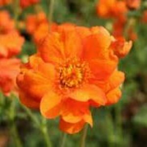 Geum 'Prinses Juliana' P9