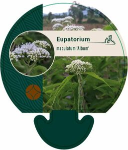 Eupatorium mac. 'Album' P9 - afbeelding 2