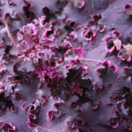 Heuchera 'Purple Petticoats' P9 - afbeelding 1