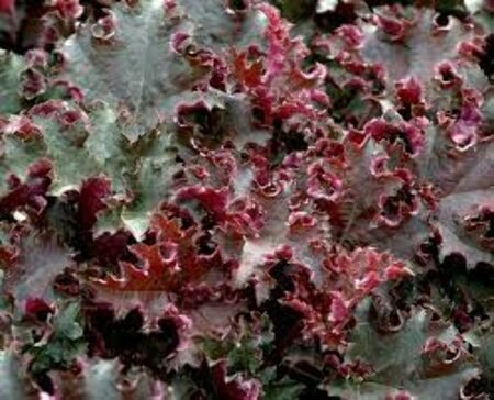 Heuchera 'Purple Petticoats' P9 - afbeelding 2