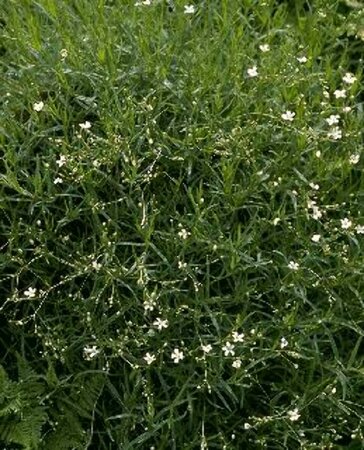 Gypsophila repens P9 - afbeelding 1