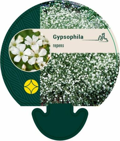 Gypsophila repens P9 - afbeelding 2