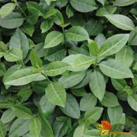 Euonymus fortunei 'Dart's Blanket' C1.5 - afbeelding 1