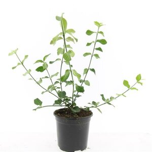 Euonymus fortunei 'Dart's Blanket' C1.5 - afbeelding 2
