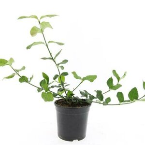 Euonymus fortunei 'Dart's Blanket' C1.5 - afbeelding 5
