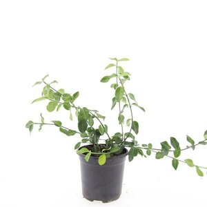 Euonymus fortunei 'Dart's Blanket' C1.5 - afbeelding 6