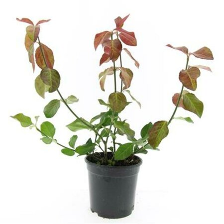 Euonymus fortunei 'Dart's Blanket' C1.5 - afbeelding 3