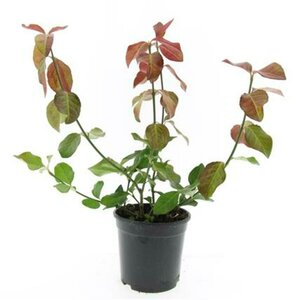 Euonymus fortunei 'Dart's Blanket' C1.5 - afbeelding 3