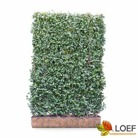 Euonymus fortunei 'Dart's Blanket' C1.5 - afbeelding 7