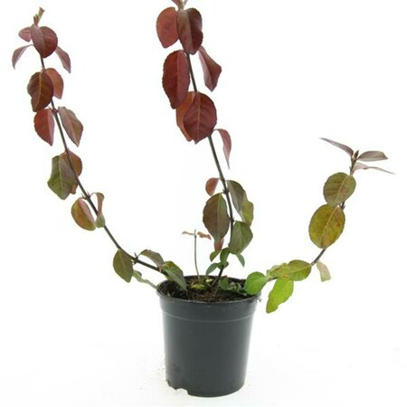 Euonymus fortunei 'Dart's Blanket' C1.5 - afbeelding 4