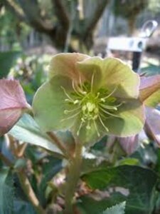 Helleborus sternii P9