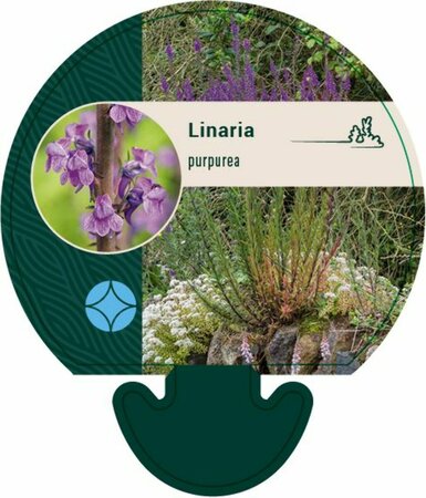 Linaria purpurea P9 - afbeelding 2