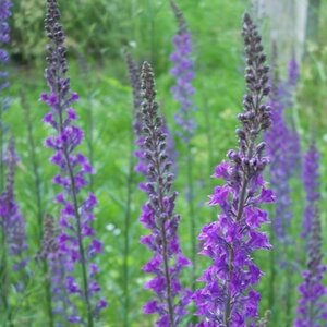 Linaria purpurea P9 - afbeelding 3