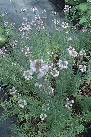 Linaria purpurea P9 - afbeelding 1