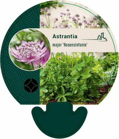 Astrantia major 'Rosensinfonie' P9 - afbeelding 2