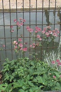 Astrantia major 'Rosensinfonie' P9 - afbeelding 1