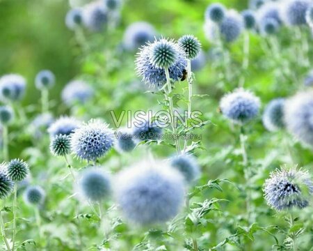 Echinops bannaticus 'Blue Glow' P9