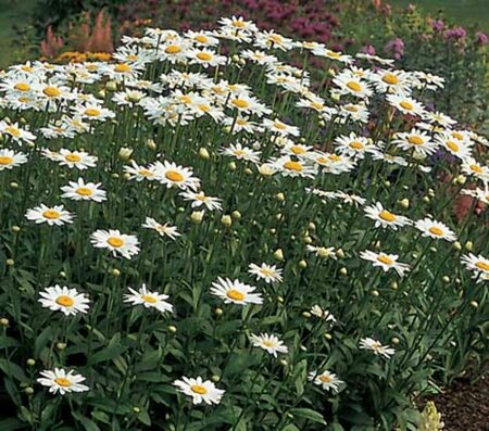 Leucanthemum (S) 'Becky' P9 - afbeelding 1