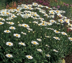 Leucanthemum (S) 'Becky' P9 - afbeelding 1