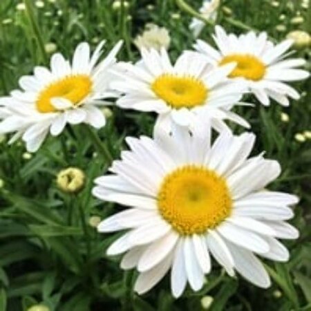 Leucanthemum (S) 'Becky' P9 - afbeelding 2