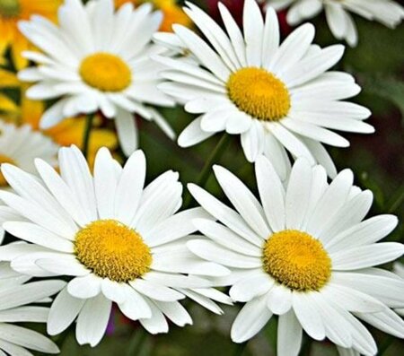 Leucanthemum (S) 'Becky' P9 - afbeelding 3