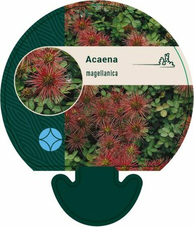 Acaena magellanica P9 - afbeelding 2