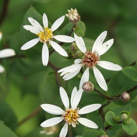 Aster divaricatus 'Tradescant' P9 - afbeelding 1