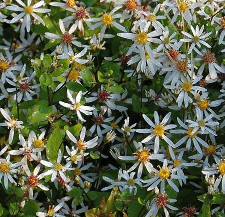 Aster divaricatus 'Tradescant' P9 - afbeelding 3