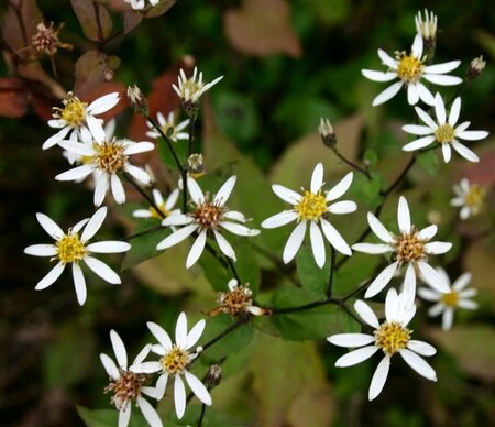 Aster divaricatus 'Tradescant' P9 - afbeelding 4