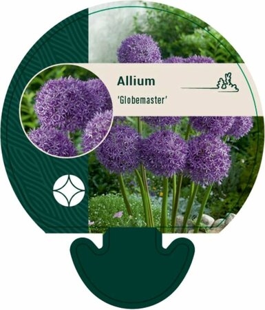 Allium 'Globemaster' P9 - afbeelding 2