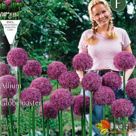 Allium 'Globemaster' P9 - afbeelding 1