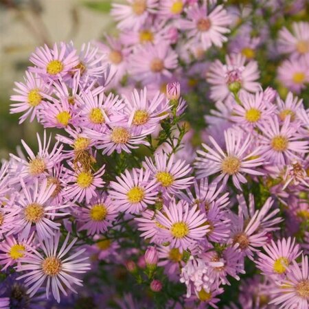 Aster 'Pink Star' P9 - afbeelding 1