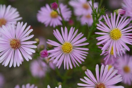 Aster 'Pink Star' P9 - afbeelding 2