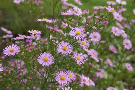 Aster 'Pink Star' P9 - afbeelding 3