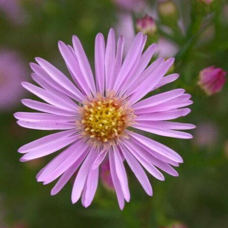 Aster 'Pink Star' P9 - afbeelding 4