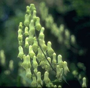 Aconitum lamarckii P9 - afbeelding 1