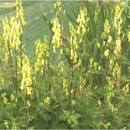 Aconitum lamarckii P9 - afbeelding 2