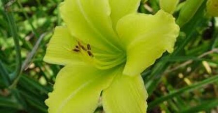 Hemerocallis 'Green Flutter' P9 - afbeelding 1